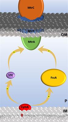 Optimizing Electroactive Organisms: The Effect of <mark class="highlighted">Orthologous Proteins</mark>